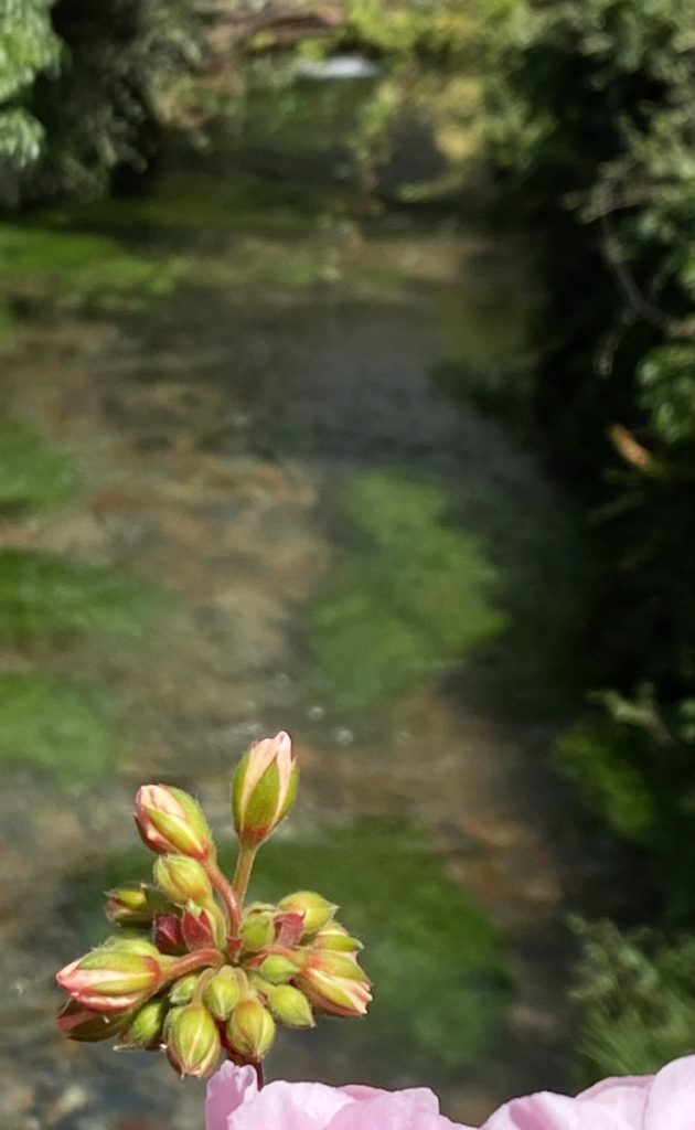 Blüten Veules-les-Roses